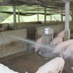 Chàng ‘lái lợn’ thành ông chủ trang trại