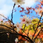 15 trải nghiệm độc đáo ở miền Trung Nhật Bản