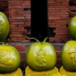Dừa ‘Song Kê’ giá tiền triệu mỗi trái