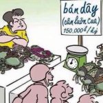 Bài học ý nghĩa về bán cua cân luôn dây – hay bán dây cân luôn cua