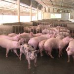 Giá thịt lợn tụt dốc không phanh, Bộ NN&PTNT trình Thủ tướng giải pháp cứu nông dân