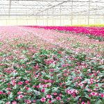 Bí quyết giúp “tân binh” Pan-Saladbowl đưa hoa sang Nhật thành công